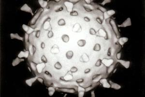 A reconstruction of the rotavirus. Wikimedia Commons created and posted by Graham Colm.