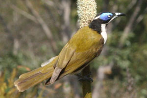 A blue-faced honey-eater on Fraser Island. Photo / Jim Eagles