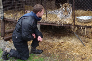 The tigers at the sanctuary were separated from visitors by nothing more than flimsy wire netting. Photo / Rob Gray