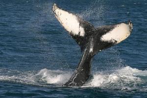 Australia has already launched legal proceedings against Japan. Photo / Supplied