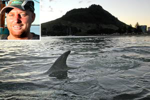 Moko breaks the surface in Tauranga Harbour, with Mt Maunganui in the background. Photo / Alan Gibson