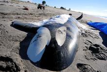 The 5.9m orca was found by locals on Whakatane's Piripai Spit. Photo / Whakatane Beacon The 5.9m orca was found by locals on Whakatane's Piripai Spit. Photo / Whakatane Beacon