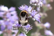 Populations of bumblebees and other pollinating insects have declined in Britain in recent years as their wildflower habitat is eradicated. Photo / Bay of Plenty Times Populations of bumblebees and other pollinating insects have declined in Britain in recent years as their wildflower habitat is eradicated. Photo / Bay of Plenty Times
