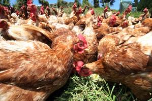 More and more households are opting to keep chickens in the backyard along with a vegetable patch. Photo / Northern Advocate