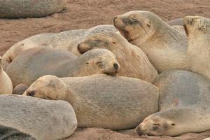 NZ sea lions on Enderby Island. Photo / Jim Eagles
