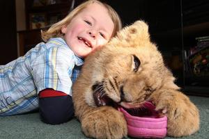 Ryan Sanders, 3, loves to give lion cub Chase, who weighs 18kg, belly rubs. Photo / Alan Gibson