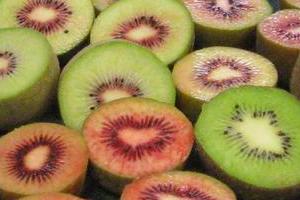 Zespri is to start orchard trials for new red kiwifruit. Photo / Bay of Plenty Times