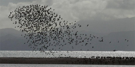 A flock of wrybills rise in unison. Photo / Jim Eagles