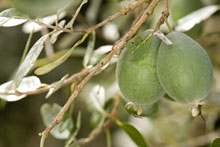 Feijoa trees have finished fruiting and can now be pruned. Photo / Supplied Feijoa trees have finished fruiting and can now be pruned. Photo / Supplied