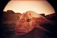 Every Fish I Caught. Photo / Supplied Every Fish I Caught. Photo / Supplied