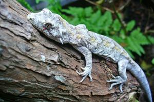Keepers fear for the health of the seven forest geckos stolen in a night-time raid at Whangarei Museum and Heritage Trust. Photo / Supplied