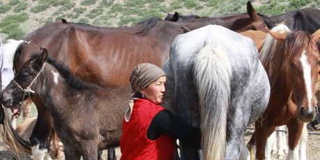 Kyrgyz woman milking mares. Photo / Jim Eagles