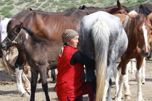Kyrgyz woman milking mares. Photo / Jim Eagles