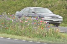 The wildflowers struggled alongside the motorway and succumbed to weeds. Photo / Paul Estcourt The wildflowers struggled alongside the motorway and succumbed to weeds. Photo / Paul Estcourt