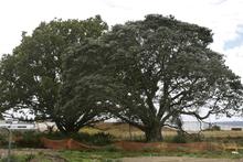 The oak and pohutukawa trees may be listed for protection Photo / Brett Phibbs The oak and pohutukawa trees may be listed for protection Photo / Brett Phibbs