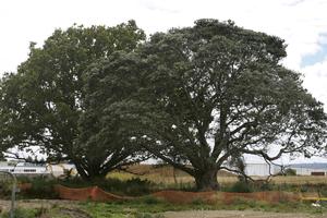 The oak and pohutukawa trees may be listed for protection Photo / Brett Phibbs