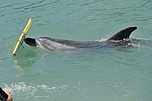 Moko in the Turanganui River. Photo / Gisborne Herald Moko in the Turanganui River. Photo / Gisborne Herald