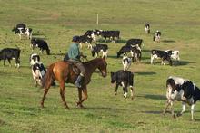 Global agricultural company Olam's investment in NZ Farming Systems Uruguay has been cited as examples of local M & A activity in a new report. Photo / Supplied Global agricultural company Olam's investment in NZ Farming Systems Uruguay has been cited as examples of local M & A activity in a new report. Photo / Supplied
