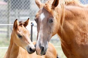 Shannon and her foal Pistachio need a place with large paddocks and plenty of food and water. Photo / Christine Cornege