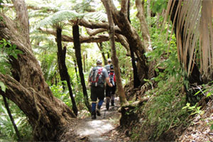 The Hillary Trail should give the Waitakeres new appeal for walkers. Photo / Supplied