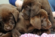 Three of the puppies whose siblings were stolen the hours before their owner Scott Guy was murdered. Photo / NZPA Three of the puppies whose siblings were stolen the hours before their owner Scott Guy was murdered. Photo / NZPA