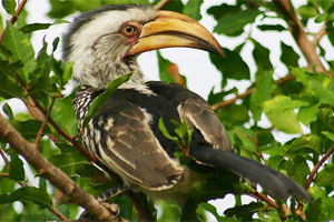 A hornbill in Sabi Sabi game park, South Africa. Photo / Mark Street