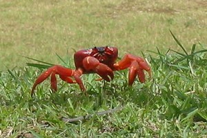 One of Christmas Island's famous crabs. Photo / Wikimedia Commons image from user Takamaxa