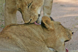 Lions in Sabi Sabi game park. Photo / Mark Street