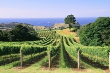 The Spencers' Man O'War vineyard. Photo / Supplied The Spencers' Man O'War vineyard. Photo / Supplied
