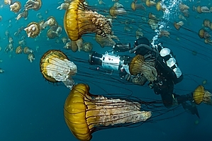Life goes on - Oceans . Photo / Supplied