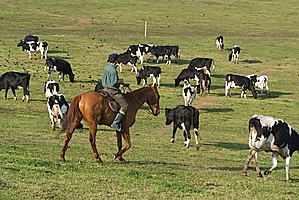 A worker on one of NZ Farming Systems Uruguay South American farms. Photo / Supplied