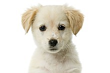 Research shows that a dog can increase a man's chance of getting a woman's phone number threefold. Photo / Relaxnews Research shows that a dog can increase a man's chance of getting a woman's phone number threefold. Photo / Relaxnews
