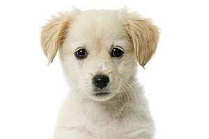 Research shows that a dog can increase a man's chance of getting a woman's phone number threefold. Photo / Relaxnews
