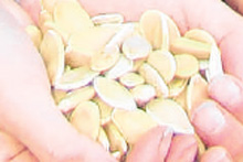 Seeds. Seeds.
