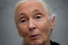 Dr Jane Goodall. Photo / Mark Mitchell Dr Jane Goodall. Photo / Mark Mitchell
