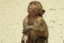 A new and aggressive form of malaria has jumped the species barrier from monkeys to humans. Photo / Brett Phibbs A new and aggressive form of malaria has jumped the species barrier from monkeys to humans. Photo / Brett Phibbs