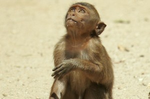 A new and aggressive form of malaria has jumped the species barrier from monkeys to humans. Photo / Brett Phibbs