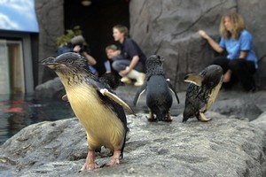 Penguins at the International Antarctic Centre in Christchurch. Photo / Simon Baker