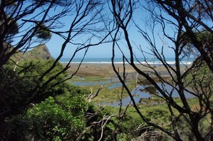 The Buck Taylor Track, part of the Hillary Trail through the Waitakere Ranges. Photo / Supplied