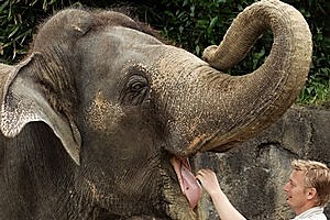 Burma with one of Auckland Zoo's elephant keepers, Andrew Coers. File photo / Herald on Sunday