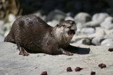 Jin the new Otter on her arrival at Wellington Zoo in 2008. Photo / CityLife South Jin the new Otter on her arrival at Wellington Zoo in 2008. Photo / CityLife South