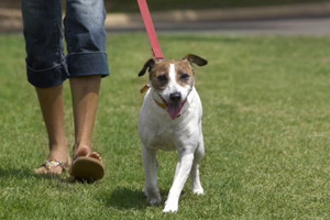 Though these parks are leash-free, make sure you carry a leash with you and be prepared to re-leash the minute you spot trouble coming. Photo / Thinkstock