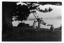 Taken from a motel window in Omapere, Hokianga, in 1986, this image of a woman pulling on a pine tree bough for sheep to graze on is the closest Alan Miller gets to street photography. Photo / Alan Miller. Taken from a motel window in Omapere, Hokianga, in 1986, this image of a woman pulling on a pine tree bough for sheep to graze on is the closest Alan Miller gets to street photography. Photo / Alan Miller.