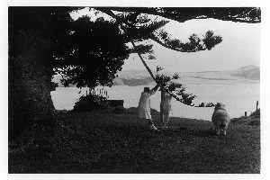 Taken from a motel window in Omapere, Hokianga, in 1986, this image of a woman pulling on a pine tree bough for sheep to graze on is the closest Alan Miller gets to street photography. Photo / Alan Miller.