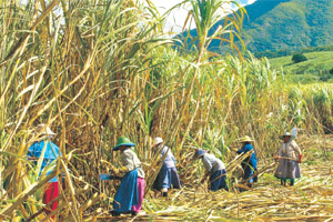The harvest is done by hand in Mauritius' many smaller sugarcane fields. Photo / Pamela Wade