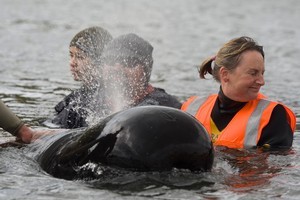 Volunteer Kate Malcolm from Tutukaka comforts a whale moved to a stream yesterday. Photo / Richard Robinson.