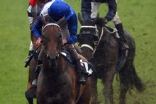 More Joyous has been compared to Sunline by Australian experts. Photo / Getty Images More Joyous has been compared to Sunline by Australian experts. Photo / Getty Images