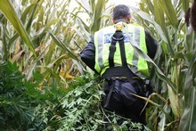 A cannabis recovery operation in Central District. File photo / Supplied A cannabis recovery operation in Central District. File photo / Supplied