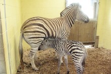 The newborn zebra at Auckland Zoo. Photo / Supplied The newborn zebra at Auckland Zoo. Photo / Supplied