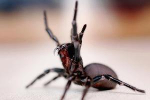 A plague of deadly funnel-web spiders has invaded New South Wales. Photo / Getty Images